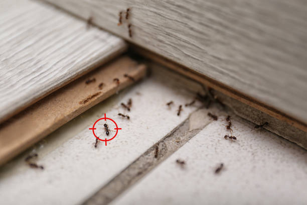 Pest Prevention Services in Ludlow, KY