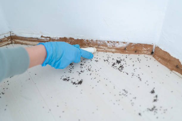 Best Affordable Pest Control Services  in Ludlow, KY